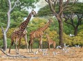 troupeau de girafe et les oiseaux